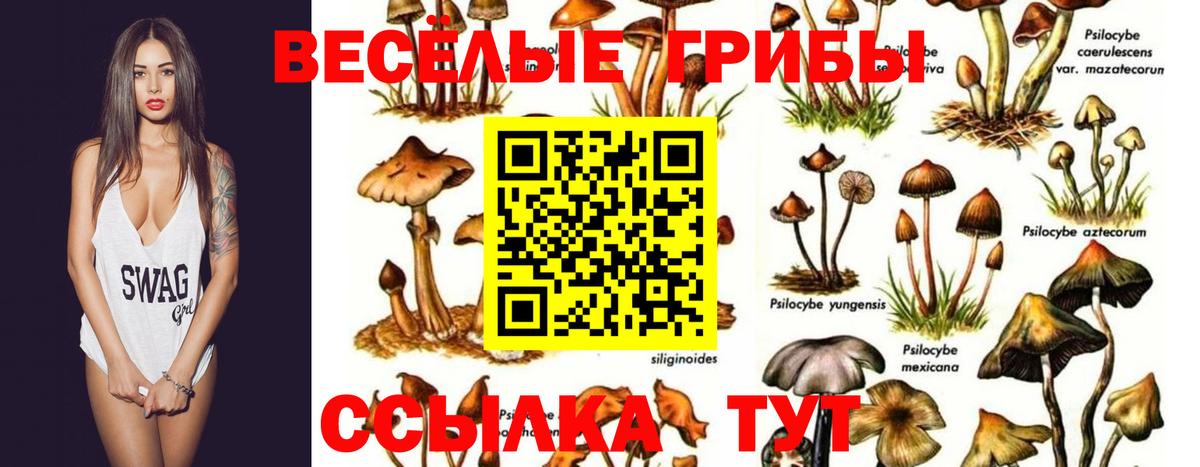 Галлюциногенные грибы Psilocybine cubensis Ипатово